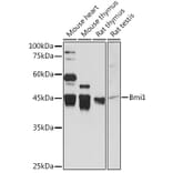 Western Blot - Anti-Bmi1 Antibody (A12543) - Antibodies.com