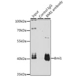 Western Blot - Anti-Bmi1 Antibody (A12543) - Antibodies.com