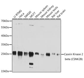 Western Blot - Anti-Caspase-3 Antibody (A12546) - Antibodies.com