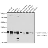 Western Blot - Anti-Caspase-3 Antibody (A12546) - Antibodies.com