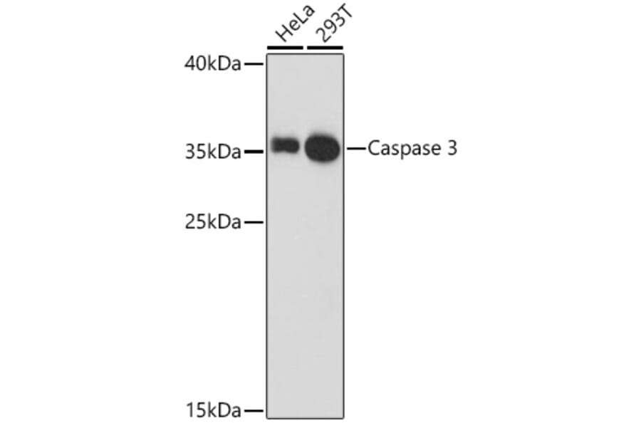 Western Blot - Anti-Caspase-3 Antibody (A12546) - Antibodies.com