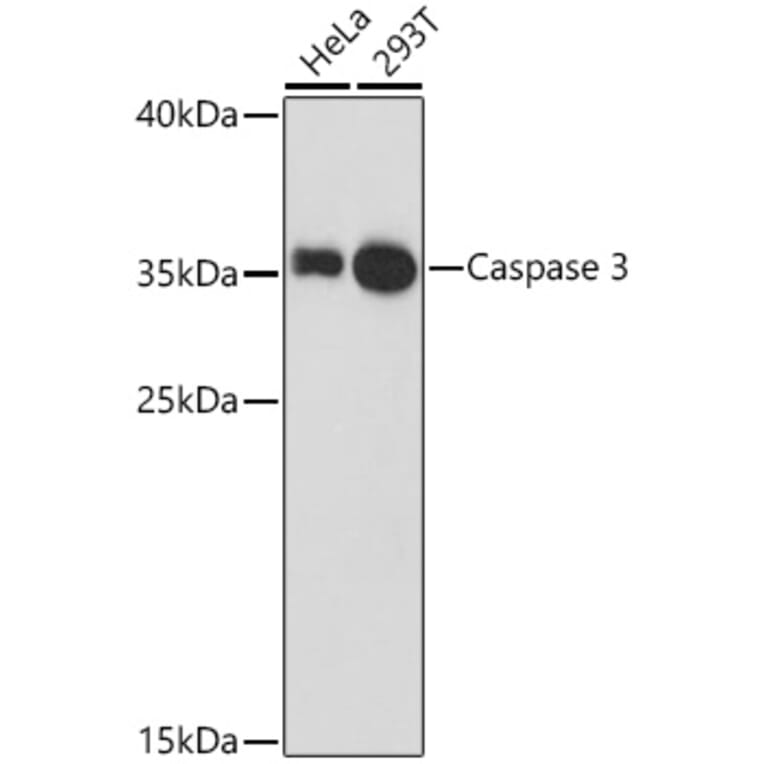 Western Blot - Anti-Caspase-3 Antibody (A12546) - Antibodies.com