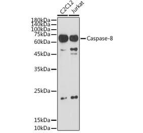 Western Blot - Anti-Caspase-8 Antibody (A12547) - Antibodies.com