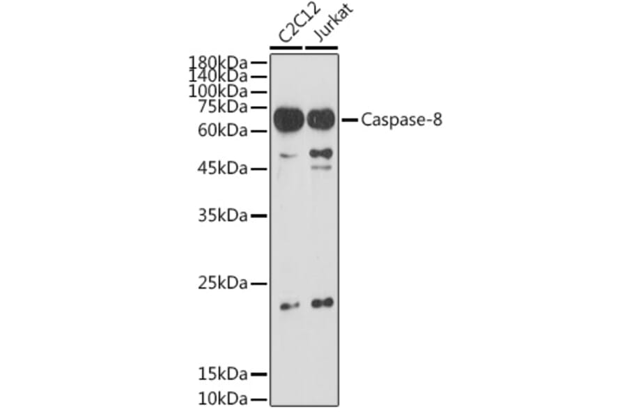 Western Blot - Anti-Caspase-8 Antibody (A12547) - Antibodies.com
