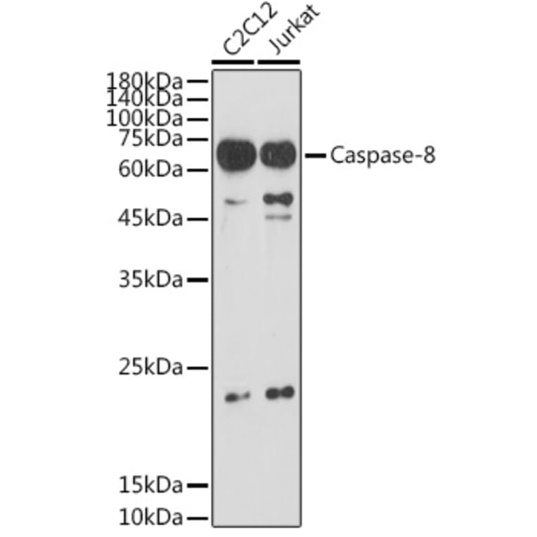 Western Blot - Anti-Caspase-8 Antibody (A12547) - Antibodies.com