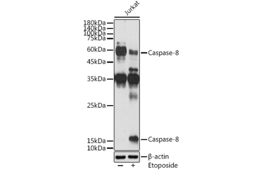 Western Blot - Anti-Caspase-8 Antibody (A12547) - Antibodies.com