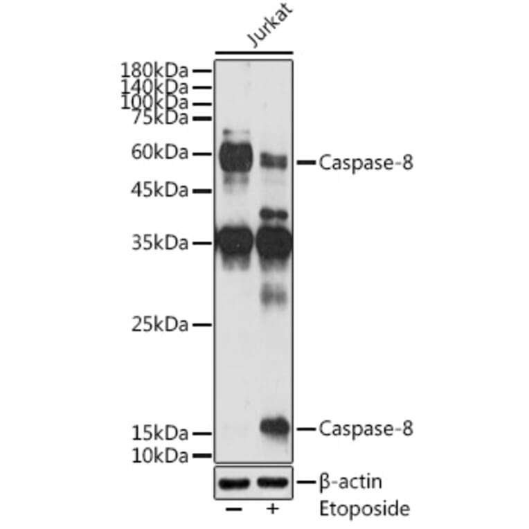 Western Blot - Anti-Caspase-8 Antibody (A12547) - Antibodies.com