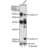 Western Blot - Anti-Caspase-8 Antibody (A12547) - Antibodies.com