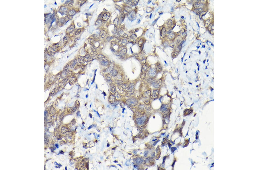 Immunohistochemistry - Anti-Caspase-8 Antibody (A12547) - Antibodies.com