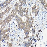 Immunohistochemistry - Anti-Caspase-8 Antibody (A12547) - Antibodies.com