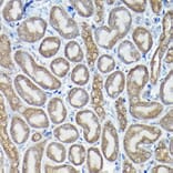 Immunohistochemistry - Anti-Caspase-8 Antibody (A12547) - Antibodies.com