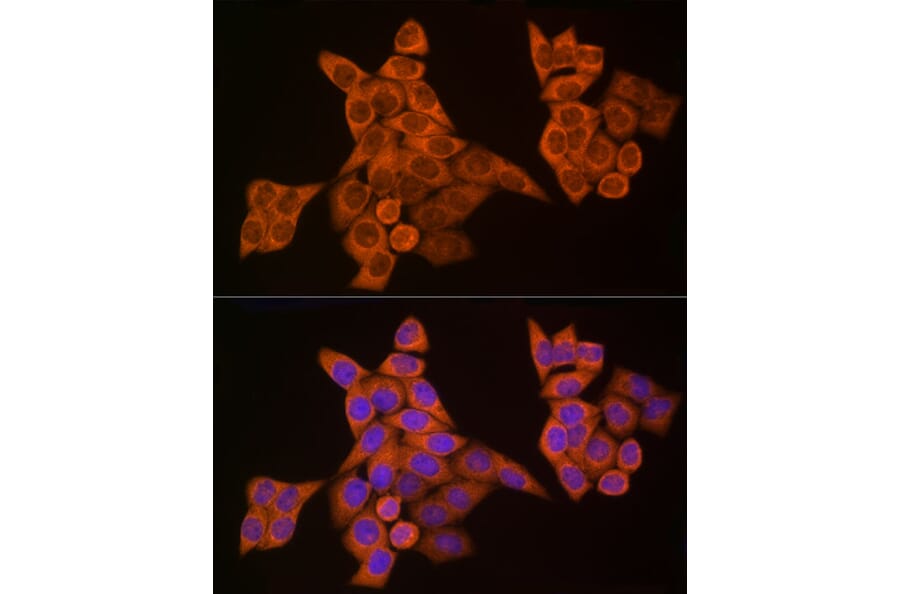 Immunofluorescence - Anti-Caspase-8 Antibody (A12547) - Antibodies.com
