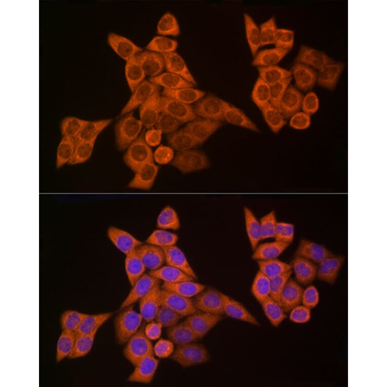 Immunofluorescence - Anti-Caspase-8 Antibody (A12547) - Antibodies.com
