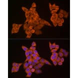 Immunofluorescence - Anti-Caspase-8 Antibody (A12547) - Antibodies.com