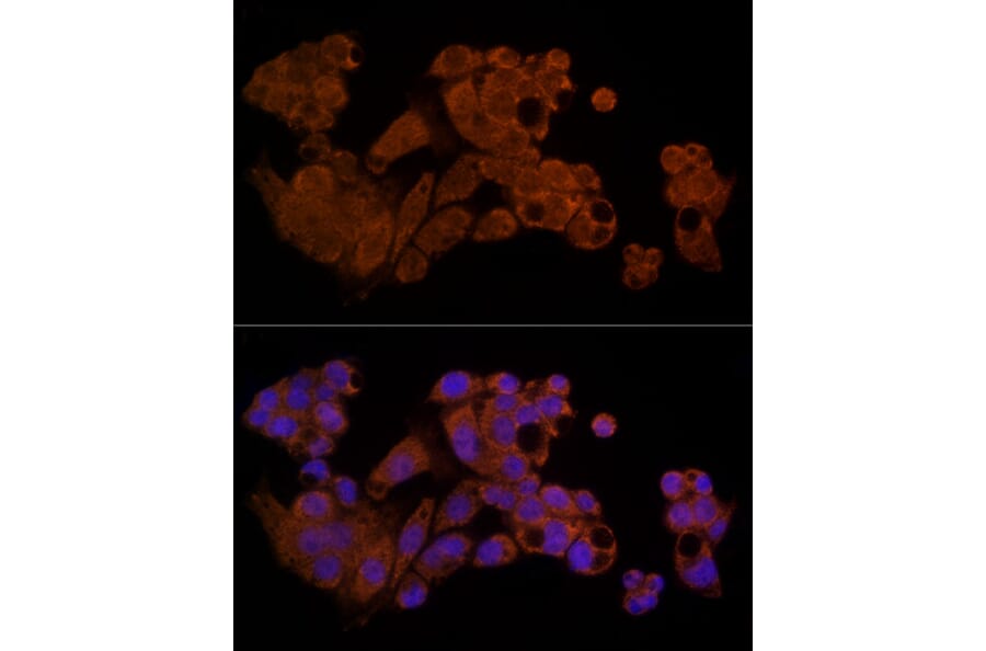 Immunofluorescence - Anti-Caspase-8 Antibody (A12547) - Antibodies.com