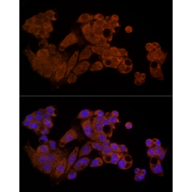 Immunofluorescence - Anti-Caspase-8 Antibody (A12547) - Antibodies.com