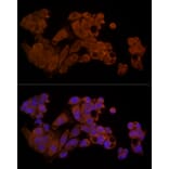 Immunofluorescence - Anti-Caspase-8 Antibody (A12547) - Antibodies.com