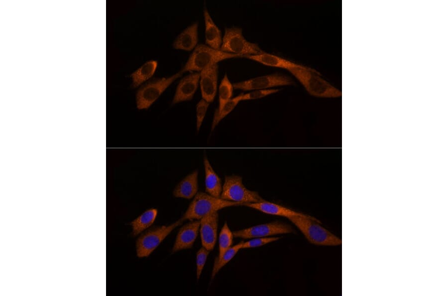 Immunofluorescence - Anti-Caspase-8 Antibody (A12547) - Antibodies.com