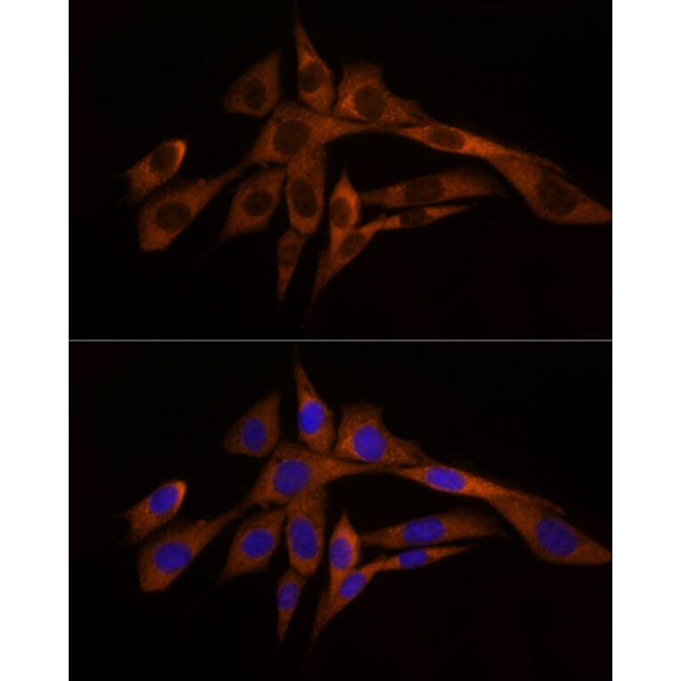 Immunofluorescence - Anti-Caspase-8 Antibody (A12547) - Antibodies.com