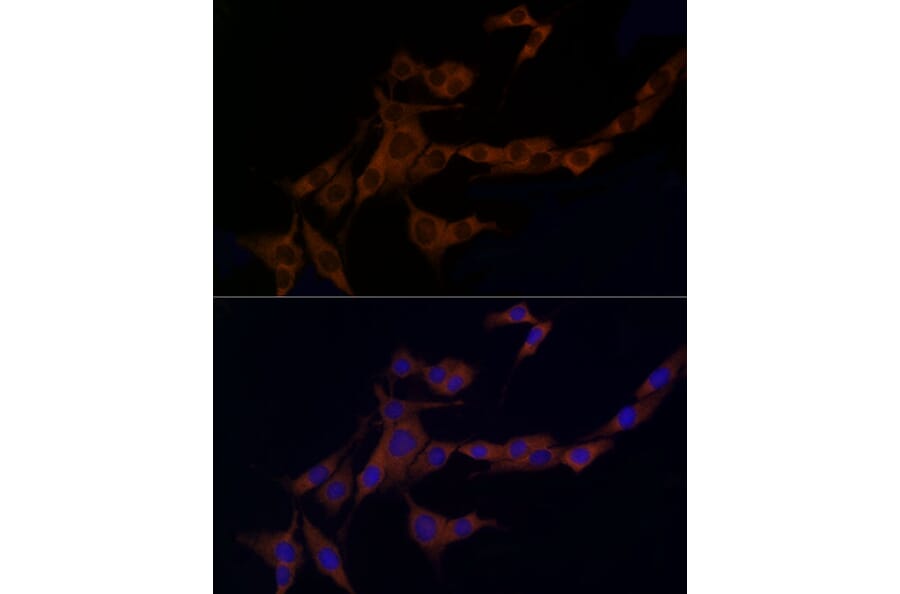 Immunofluorescence - Anti-Caspase-8 Antibody (A12547) - Antibodies.com