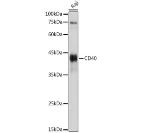 Western Blot - Anti-CD40 Antibody (A12548) - Antibodies.com