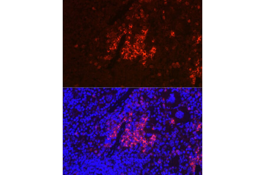 Immunofluorescence - Anti-CD40 Antibody (A12548) - Antibodies.com