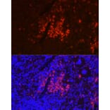 Immunofluorescence - Anti-CD40 Antibody (A12548) - Antibodies.com