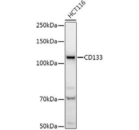 Western Blot - Anti-CD133 Antibody (A12549) - Antibodies.com