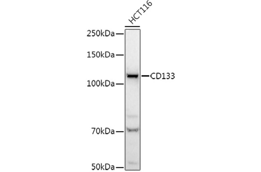 Western Blot - Anti-CD133 Antibody (A12549) - Antibodies.com