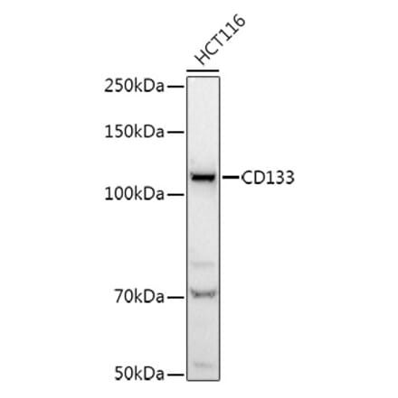 Western Blot - Anti-CD133 Antibody (A12549) - Antibodies.com