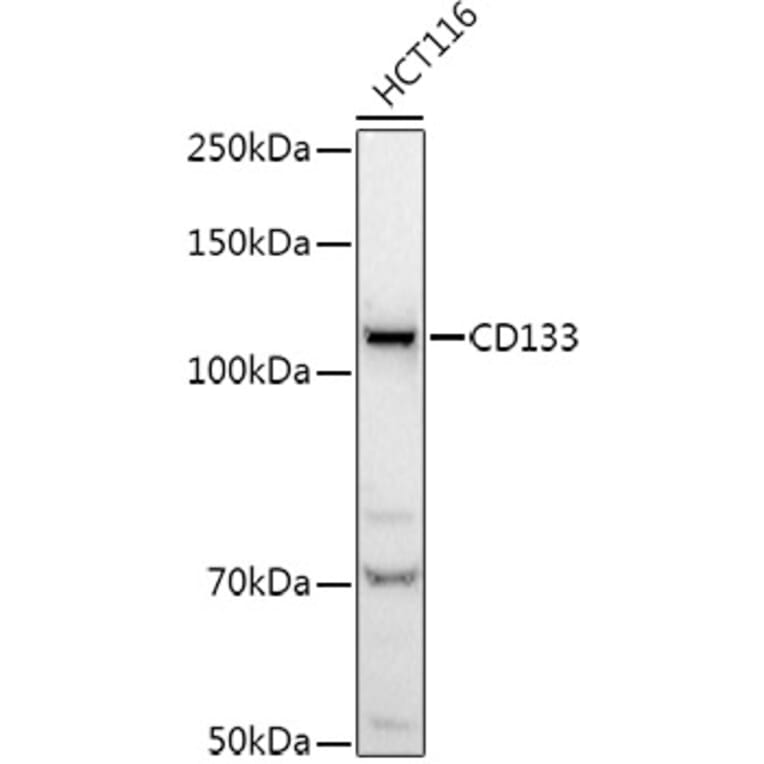 Western Blot - Anti-CD133 Antibody (A12549) - Antibodies.com