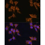 Immunofluorescence - Anti-CD133 Antibody (A12549) - Antibodies.com