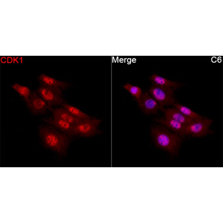 Immunofluorescence - Anti-CDK1 Antibody (A12550) - Antibodies.com