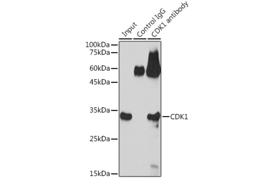 Immunoprecipitation - Anti-CDK1 Antibody (A12550) - Antibodies.com