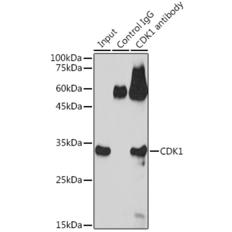 Immunoprecipitation - Anti-CDK1 Antibody (A12550) - Antibodies.com