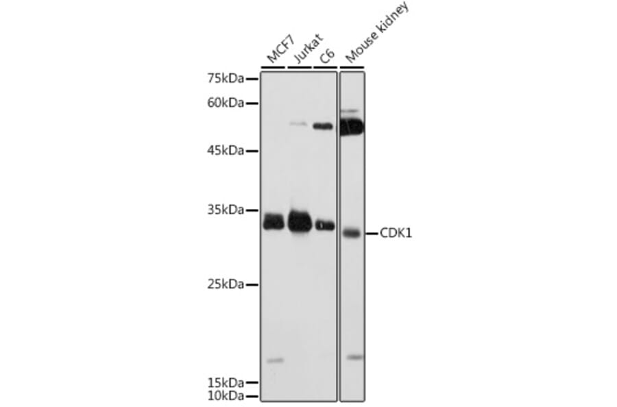 Western Blot - Anti-CDK1 Antibody (A12550) - Antibodies.com