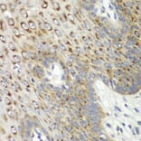 Immunohistochemistry - Anti-CDK1 Antibody (A12550) - Antibodies.com