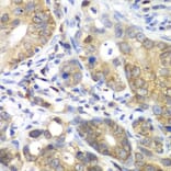 Immunohistochemistry - Anti-CDK1 Antibody (A12550) - Antibodies.com