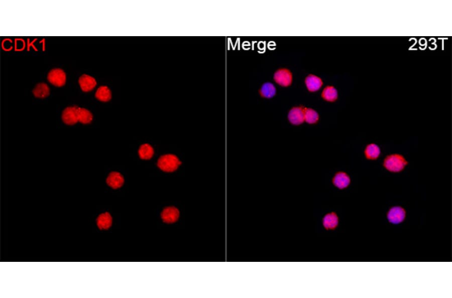 Immunofluorescence - Anti-CDK1 Antibody (A12550) - Antibodies.com