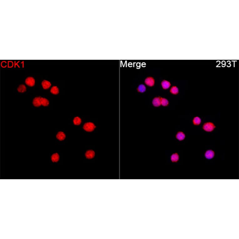 Immunofluorescence - Anti-CDK1 Antibody (A12550) - Antibodies.com