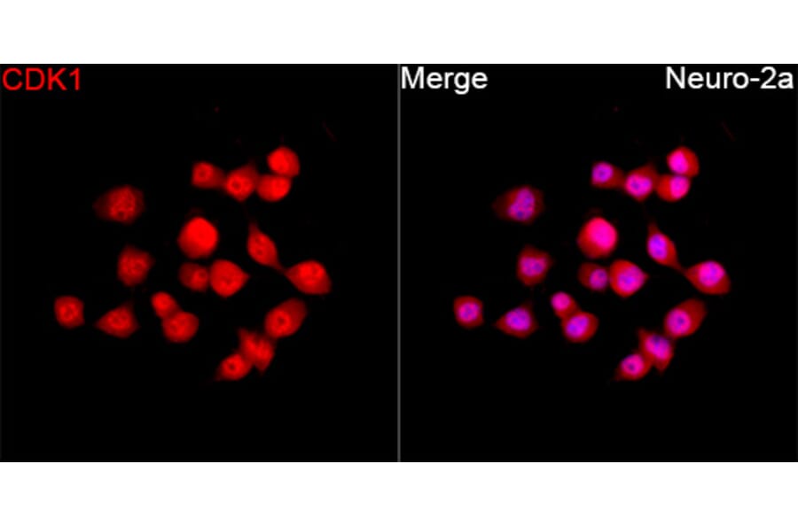 Immunofluorescence - Anti-CDK1 Antibody (A12550) - Antibodies.com