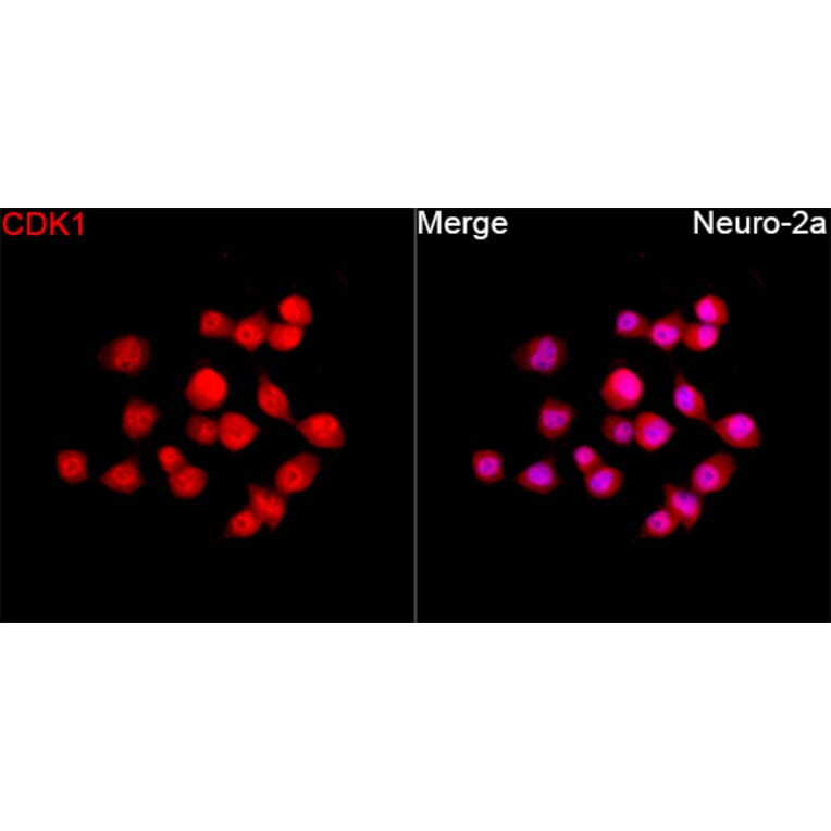 Immunofluorescence - Anti-CDK1 Antibody (A12550) - Antibodies.com