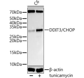 Western Blot - Anti-DDIT3 Antibody (A12551) - Antibodies.com