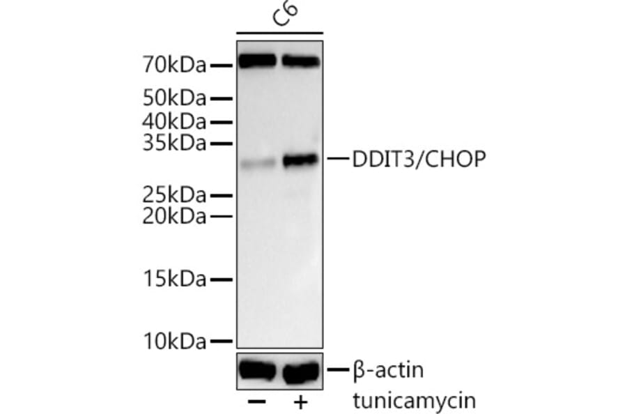Western Blot - Anti-DDIT3 Antibody (A12551) - Antibodies.com