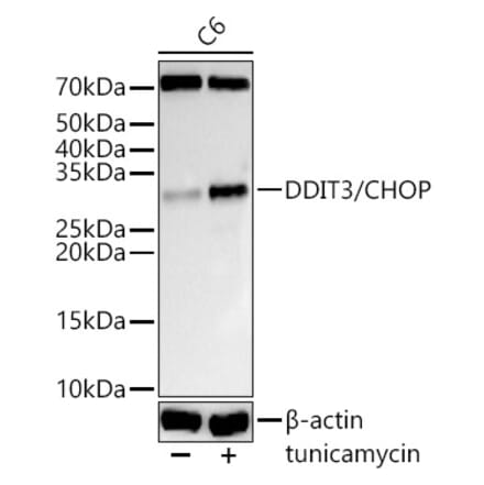 Western Blot - Anti-DDIT3 Antibody (A12551) - Antibodies.com