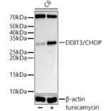 Western Blot - Anti-DDIT3 Antibody (A12551) - Antibodies.com