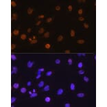 Immunofluorescence - Anti-DDIT3 Antibody (A12551) - Antibodies.com