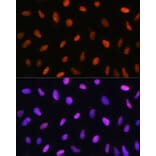 Immunofluorescence - Anti-DDIT3 Antibody (A12551) - Antibodies.com
