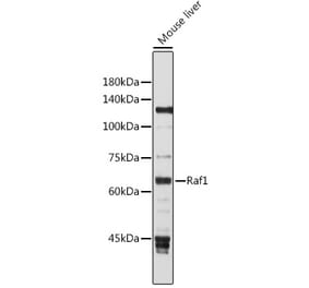 Western Blot - Anti-Raf1 Antibody (A12552) - Antibodies.com
