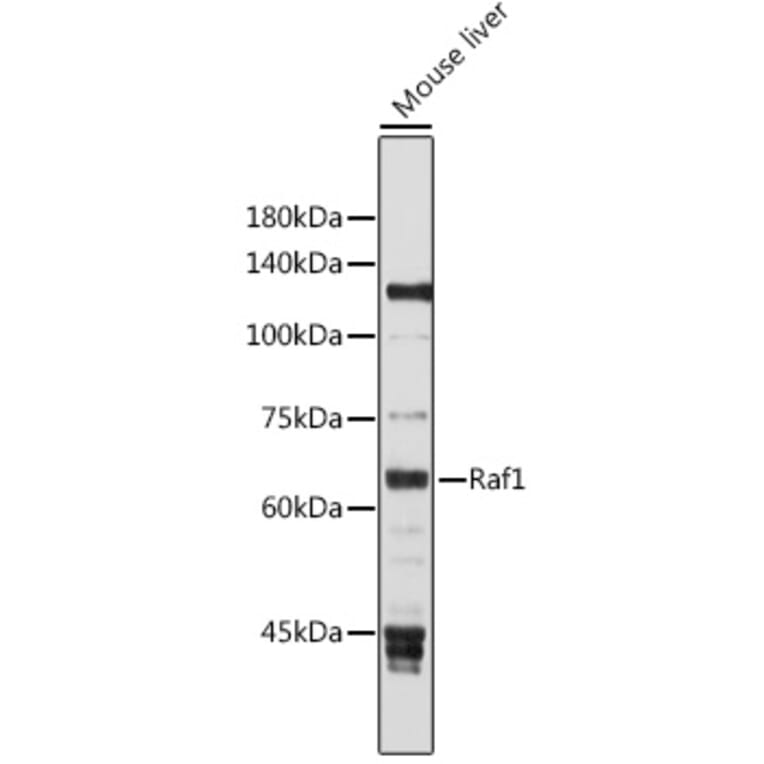 Western Blot - Anti-Raf1 Antibody (A12552) - Antibodies.com